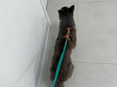 -喜多萌中农锦绣动物医院24H·猫科·牙科MRI·CT