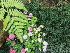 -Chom Cafe and Restaurant