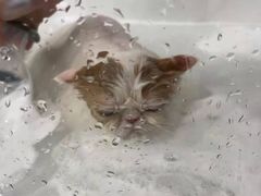 -Pets First伊珊娜洗护·精致美容·家庭式寄养(新会路店)