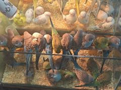 -青石桥花鸟鱼虫市场(叠翠城店)