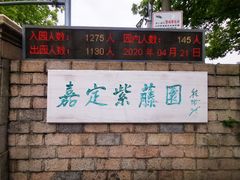 -嘉定紫藤园