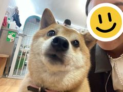-是阿柴呀！柴犬咖啡·爱喵喵猫咖