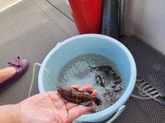 -小猫钓鱼海钓俱乐部(椰梦长廊店)