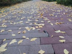 -重庆彩云湖湿地公园
