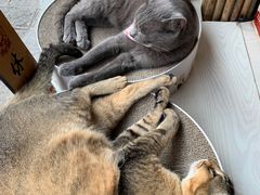 -喵屿·大理花园猫咖