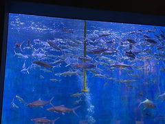 -成都浩海立方海洋公园