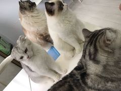 -喵的天空名猫咖啡馆·撸猫·猫舍·用品