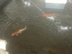 -三亚海棠湾南田温泉神龙谷