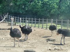 -西安秦岭野生动物园