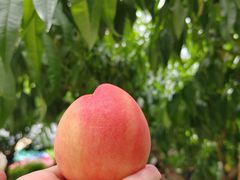 -老袁家蜜桃农场·阳山水蜜桃