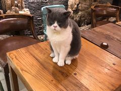 -猫小院猫主题餐厅(南锣旗舰店)