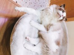 -滚猫咖啡·猫咖·猫友好撸猫(未来城店)