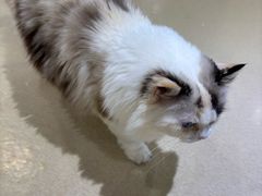 -藏猫猫咖啡主题馆(中央大道店)