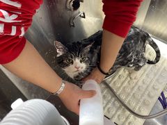 -PETKIT小佩宠物(古北店)