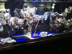 -石葵(锦业时代店)