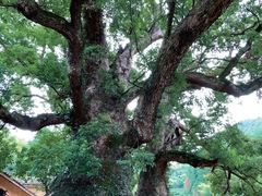 -杨家堂村