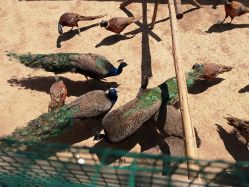 -萌宠亲子动物乐园(槐房万达店)