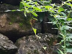 -秦岭风景区