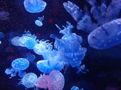 -烟台海昌鲸鲨海洋公园