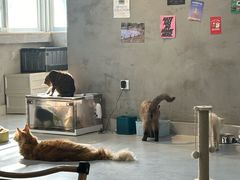 -Heymao猫咖.咖啡厅(东门店)