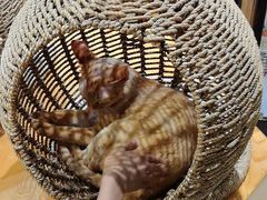 -藏猫猫咖啡主题馆(中央大道店)