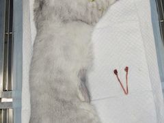 -菲丽丝宠物医院·24小时·猫科中心·免疫点(淮海分院)