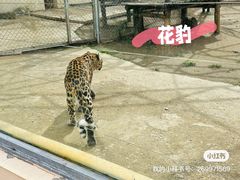 -大青山野生动物园