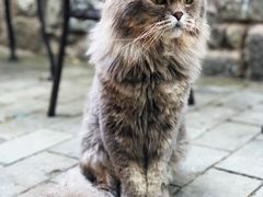 -喵屿·大理花园猫咖