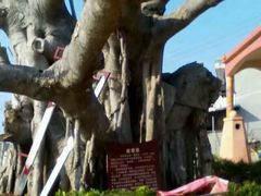 -东寨港红树林旅游区