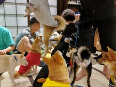 -逗柴咖啡屋·狗咖猫咖宠物桌游