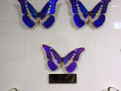 iphone_upload_pic-上海昆虫博物馆