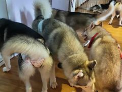 -Husky Go! 哈士奇体验馆·宠物咖啡厅狗咖