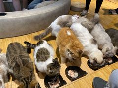 -啵啵喵·猫咖(攀华国际店)