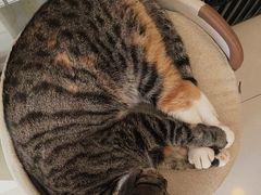 -平行世界·猫咖(首经贸店)