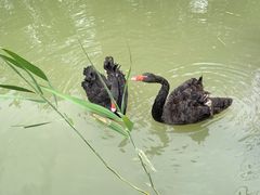 -泗洪洪泽湖湿地景区