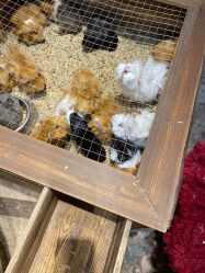 -酷嗒动物文化乐园(cutezoo西溪乐天城店)