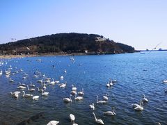 -烟墩角天鹅湖