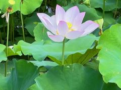 -荔湾湖公园