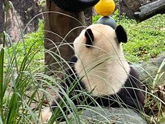 -都江堰中华大熊猫苑