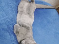 -喵百万·布偶·蓝金金渐层英短·猫舍(百子湾店)
