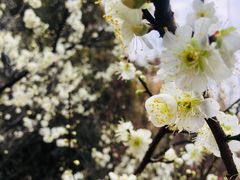 -无锡梅园公园