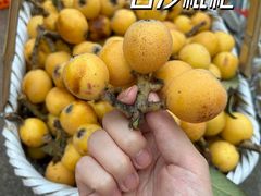 -塘栖枇杷特色园区