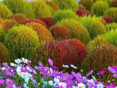 -花开海上生态园