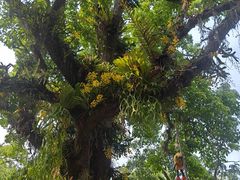 -中国科学院西双版纳热带植物园