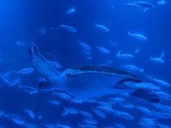 -太平洋海底世界