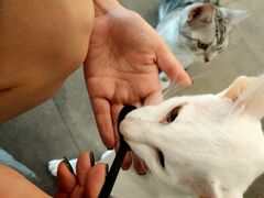 -飞行喵MR PILOT|猫舍·猫咖(静安大融城店)