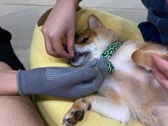 -逗柴咖啡屋·狗咖猫咖宠物桌游