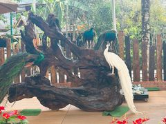 -西双版纳傣族园