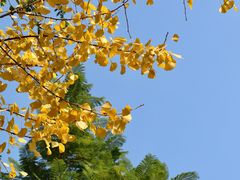 -重庆彩云湖湿地公园