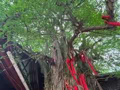 -青城山